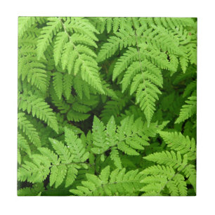 Schönes Farn-Blätter Fliese