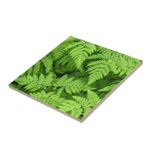 Schönes Farn-Blätter Fliese (Seite)