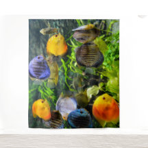 SCHÖNES FISCH-FOTO-HINTERGRUND