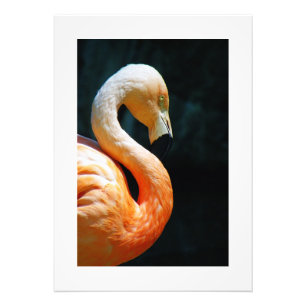 Schönes Flamingo Poster/Print! Fotodruck