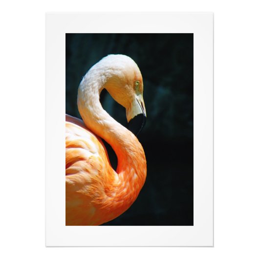 Schönes Flamingo Poster/Print! Fotodruck (Vorne)