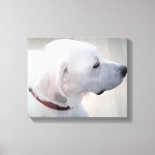 Schönes Foto des White Labrador Mix Dog Profils Leinwanddruck