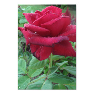 Schönes Foto Druck einer Rote Rose mit Raindrops