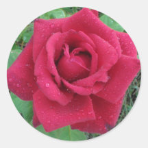 Schönes Foto eine Rote Rose mit Raindrops Sticker