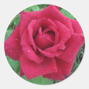 Schönes Foto eine Rote Rose mit Raindrops Sticker