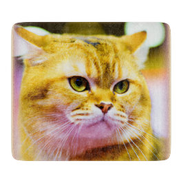 Schönes Foto einer Niedlichen Katze . Jetzt kaufen Schneidebrett