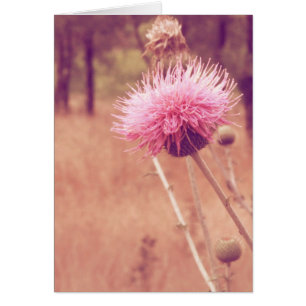 Schönes Foto in der Natur
