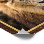 Schönes Foto Lion Face Poster (Ecke)