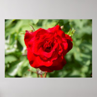 Schönes Foto mit großer rote Rose