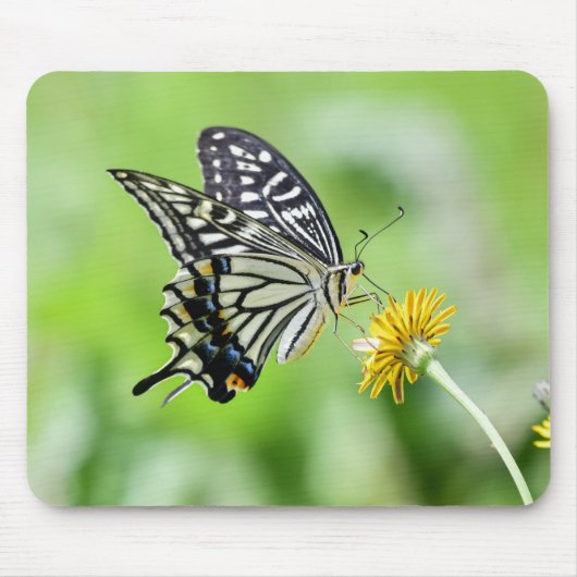 Schönes Frack Butterfly Mousepad (Vorne)
