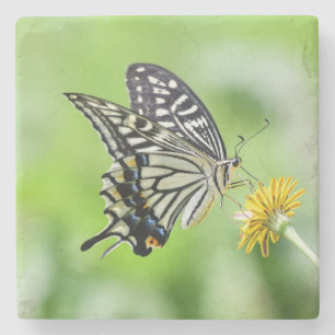 Schönes Frack Butterfly Steinuntersetzer