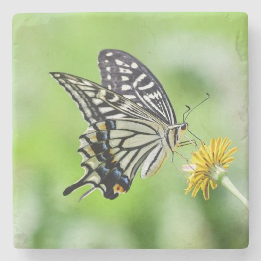 Schönes Frack Butterfly Steinuntersetzer (Vorderseite)
