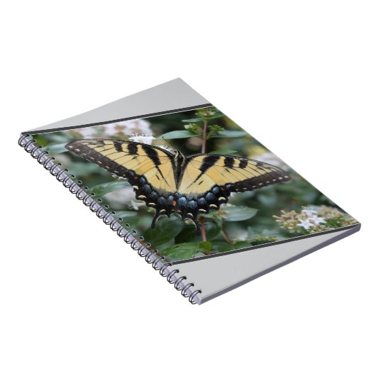 schönes Frack Schmetterling Foto - Notizblock (Rechte Seite)