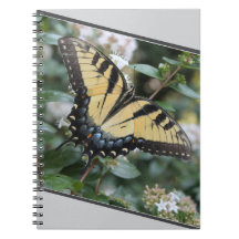 schönes Frack Schmetterling Foto -