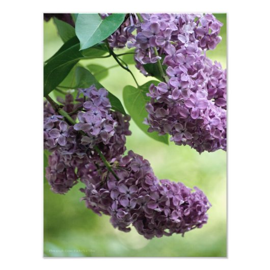 Schönes FrühlingsFoto Fotodruck (Vorne)