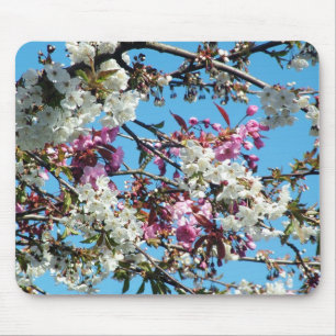 Schönes Frühlingsrosa, Blüte der weißen Kirsche Mousepad