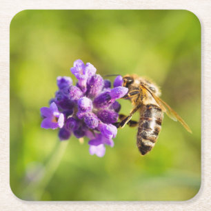 Schönes Fütternd Bienen-Untersetzer-Set Rechteckiger Pappuntersetzer