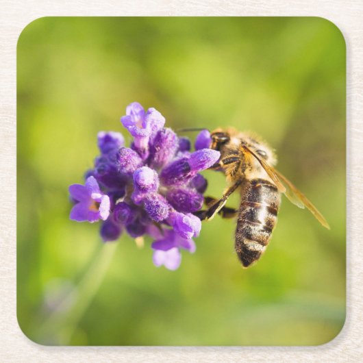 Schönes Fütternd Bienen-Untersetzer-Set Rechteckiger Pappuntersetzer (Vorderseite)