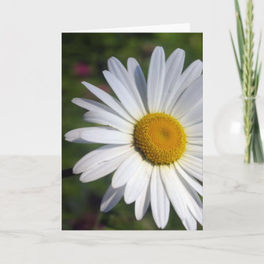Schönes Gänseblümchen Karte (Vorderseite)