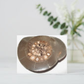 Schönes geteiltes Dactylioceras-Mammnite Fossil Postkarte (Stehend Vorderseite)