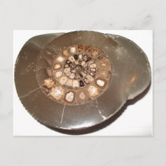 Schönes geteiltes Dactylioceras-Mammnite Fossil Postkarte (Vorderseite)