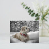 Schönes Goldenes Retriever im Schnee Postkarte (Stehend Vorderseite)