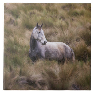 Schönes graues, farbiges Pferd Fliese