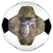 Schönes graues, farbiges Pferd Fußball (Gedreht)
