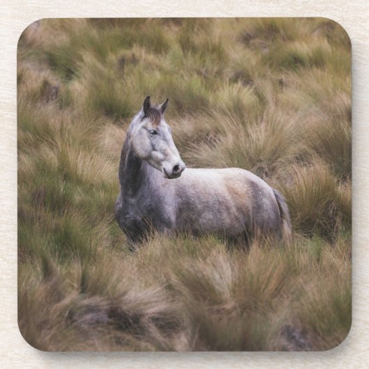 Schönes graues, farbiges Pferd Getränkeuntersetzer (Vorderseite)