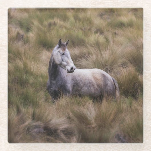 Schönes graues, farbiges Pferd Glasuntersetzer (Vorderseite)