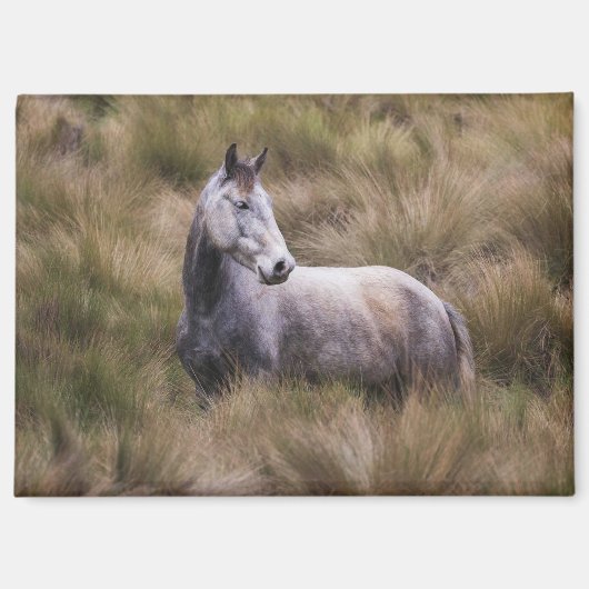 Schönes graues, farbiges Pferd Magnet (Vorderseite)