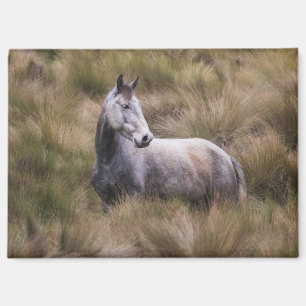 Schönes graues Pferd Magnet