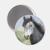 Schönes graues Pferd Magnet (Vorderseite/Rückseite)