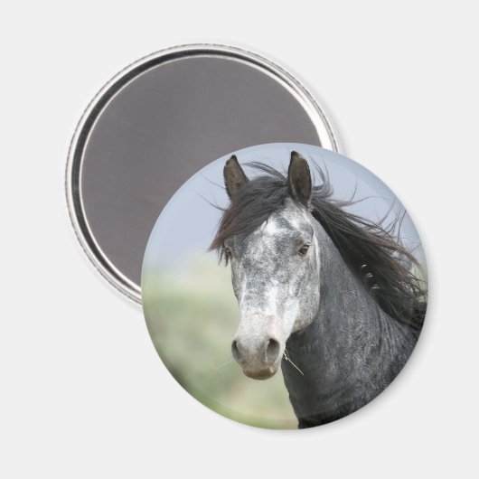 Schönes graues Pferd Magnet (Vorderseite/Rückseite)