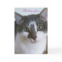 Schönes graues und weißes Katzengedanken von Ihnen