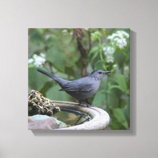 Schönes Grey Catbird Wrapped Panel Leinwanddruck