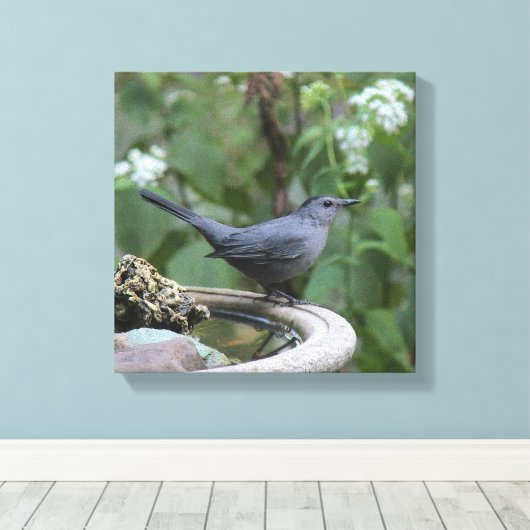 Schönes Grey Catbird Wrapped Panel Leinwanddruck (Insitu (Holzboden))