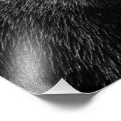 Schönes Grizzlybär-Foto Fotodruck (Ecke)