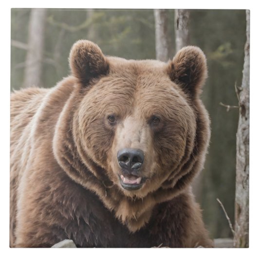 Schönes Grizzy Bären Portrait Brown Bear 4a Fliese (Vorderseite)