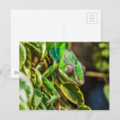 Schönes grünes Chamäleon Postkarte (Vorne/Hinten)