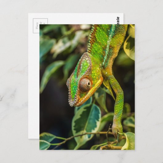 Schönes grünes Chamäleon Postkarte (Vorne/Hinten)