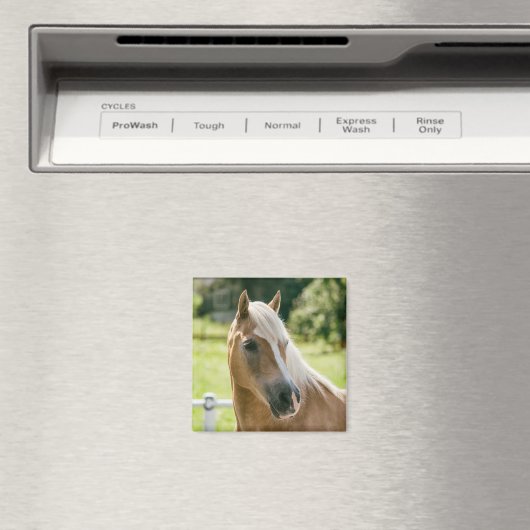Schönes Haflinger-Pferdeportrait Magnet (In Situ (Geschirrspüler))