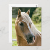Schönes Haflinger-Pferdeportrait Postkarte (Vorne/Hinten)