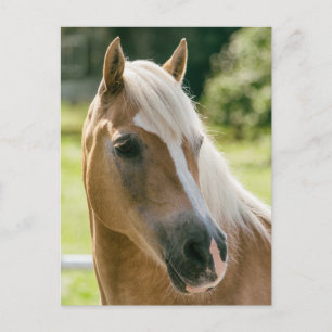 Schönes Haflinger-Pferdeportrait Postkarte