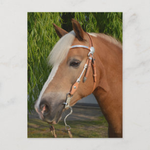 Schönes Haflinger-Pferdeportrait Postkarte