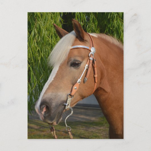 Schönes Haflinger-Pferdeportrait Postkarte (Vorderseite)