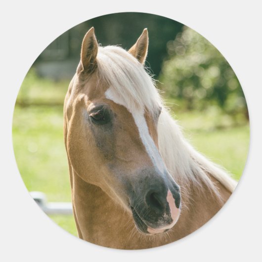 Schönes Haflinger-Pferdeportrait Runder Aufkleber (Vorderseite)