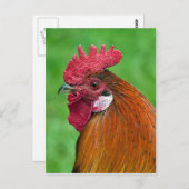 Schönes Hahnenportrait Postkarte (Vorne/Hinten)