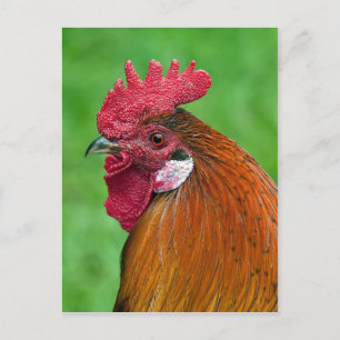 Schönes Hahnenportrait Postkarte
