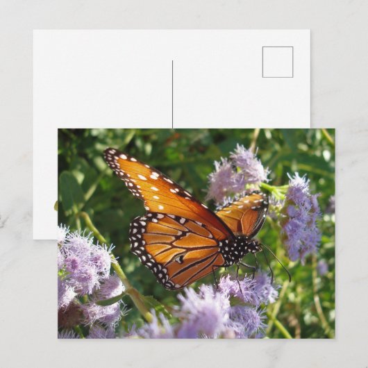 Schönes, helles Orange Monarch Butterfly Foto Postkarte (Vorne/Hinten)